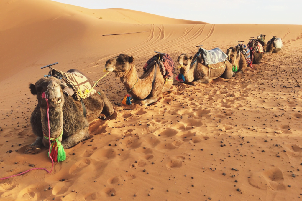 Camels resting on the Sahara dunes