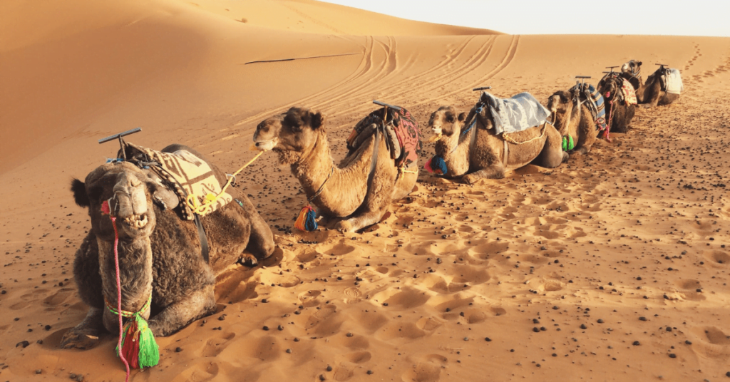 Camels resting in the Sahara dunes