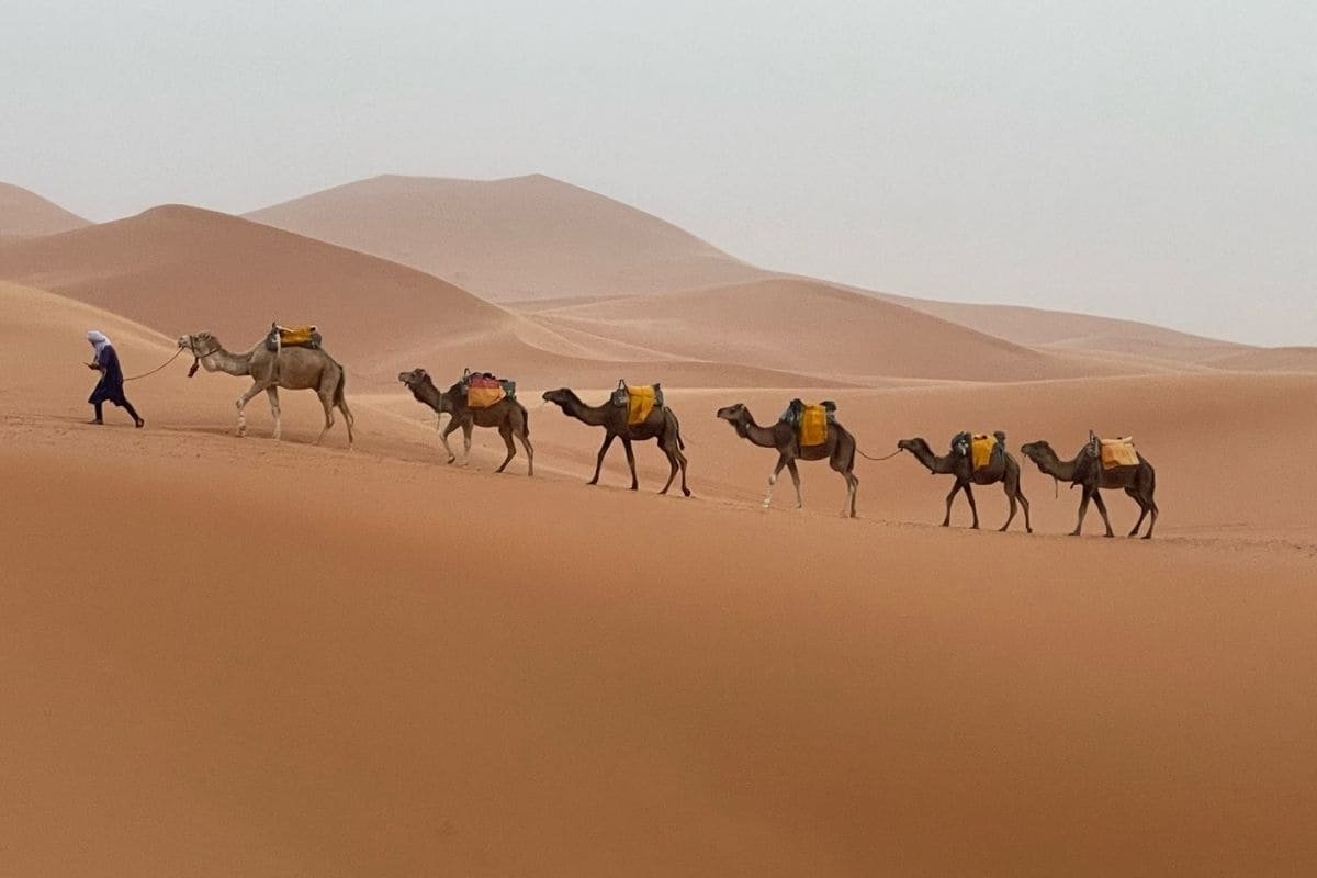 A person in blue robes leads a line of camels with yellow packs across orange desert dunes.