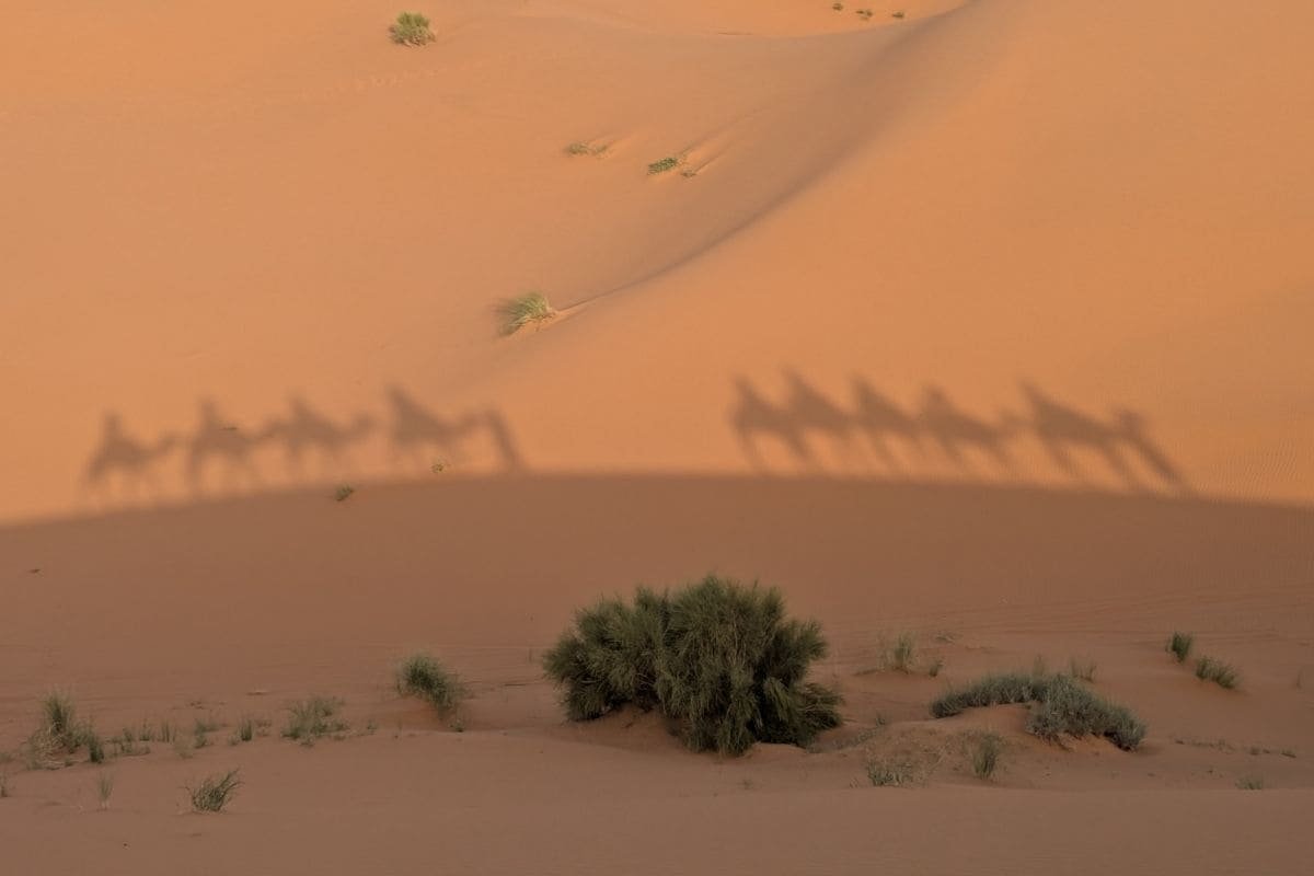 Shadows of a camel caravan across a desert dune at sunset, with sparse shrubs in the foreground.