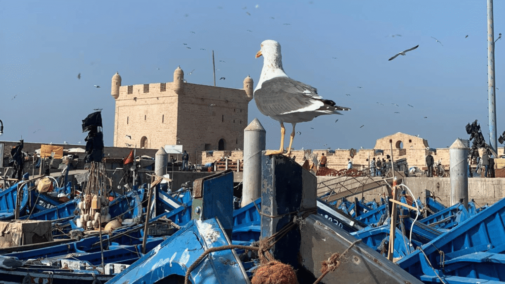 Seagull above the blue fishing boats in Essaouira port