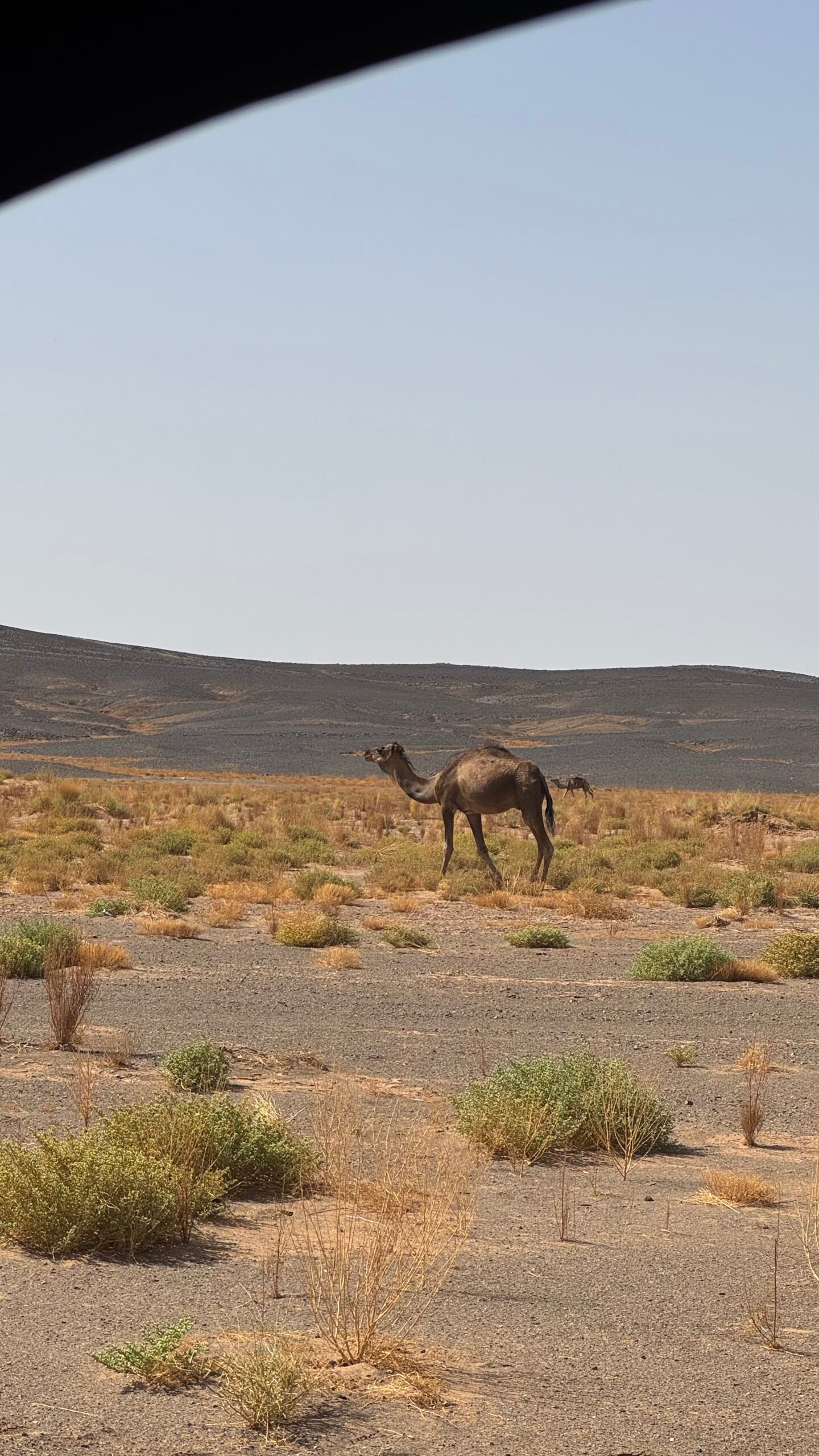 Camel roaming the desert scrubland near the Sahara