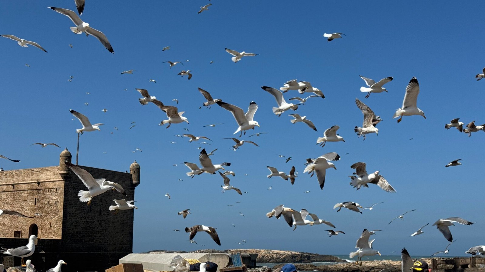 Marrakech Essaouira family tour Essaouira medina
