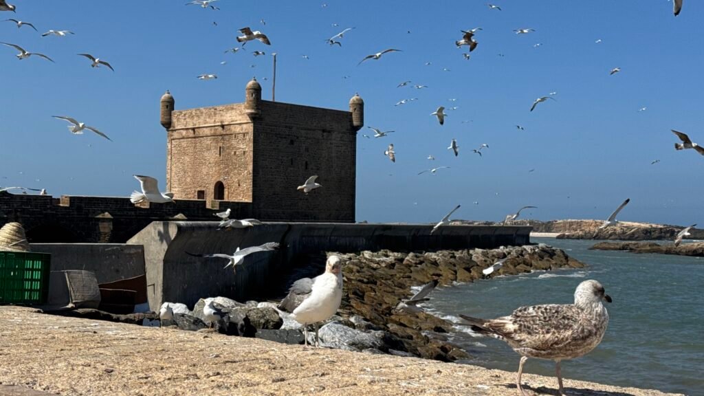 Seagulls over the Skala sea ramparts of Essaouira
